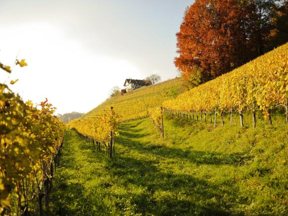 Weingut Höcklistein, Rapperswil