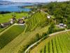 Weingut Höcklistein